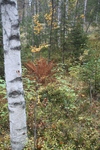 Natur pur