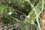 Vogelvielfalt rund ums Haus