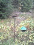 Gern gesehene, tgliche Besucher