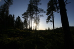 Abendstimmung im Wald
