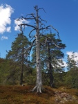 Vorbei an ungewhnlichen Launen der Natur