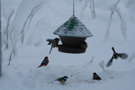 Reger Flugverkehr am Futterplatz